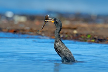 cormoran-la-pescui
